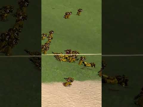 Word Bearers Vs Imperial Fists