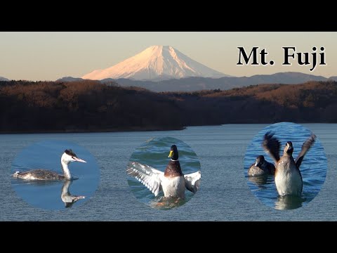 Mt. Fuji. Wild ducks and great crested grebes in Lake Sayama.