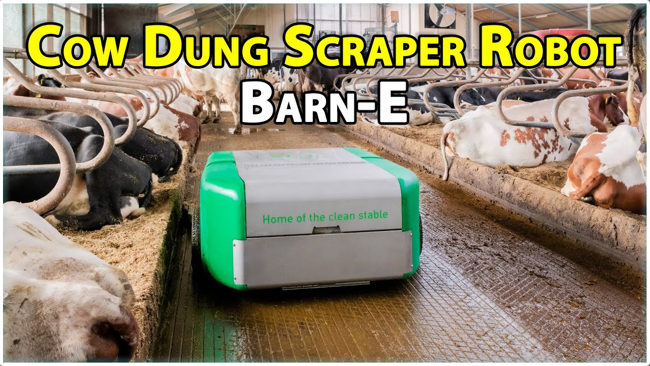 Cow Dung Cleaning Robot: Barn-E | Cow Manure Scraper
