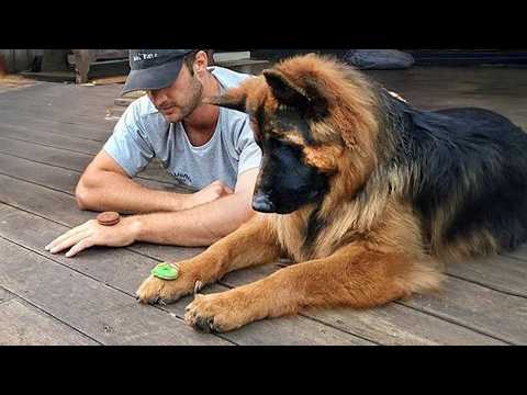 Les chiens et les humains sont le duo le plus stupide qui soit 🤣 drôle de chien et d'humain