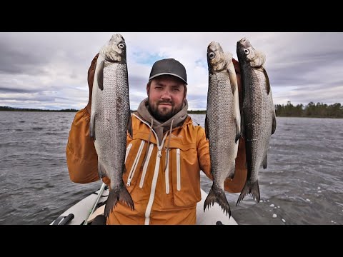 SIIKAA MIKROJIGILLÄ - AHVENEN KALASTUS EPÄONNISTUI - LÖYSIN VAIN ISOA SIIKAA