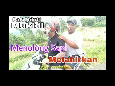, title : 'MENOLONG SAPI MELAHIRKAN - PAK NDUTT MUKIDI PART 1'
