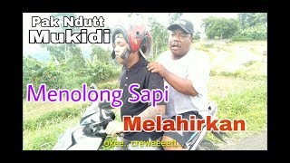 Download lagu MENOLONG SAPI MELAHIRKAN - PAK NDUTT MUKIDI PART 1 mp3