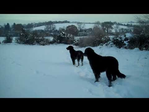 Otis + Jason Flatcoats in the snow  Christmas 2010