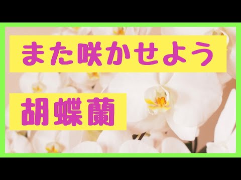 茎のなくなった蘭を再び咲かせるにはどうすればよいでしょうか？私たちのシンプルなソリューション!  庭園