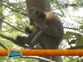 Petani Wonogiri Punya Cara Unik Mengusir Monyet - Wajah Indonesia 06/08 Petani Wonogiri Punya Cara Unik Mengusir Monyet - Wajah Indonesia 06/08