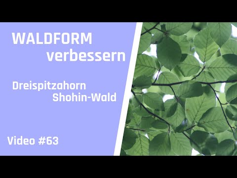 Verleihe deinem Bonsai-Wald eine dramatische Note - Tipps & Tricks für Bonsai Anfänger