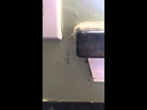 Ants Easily Exterminated in Milltown, NJ