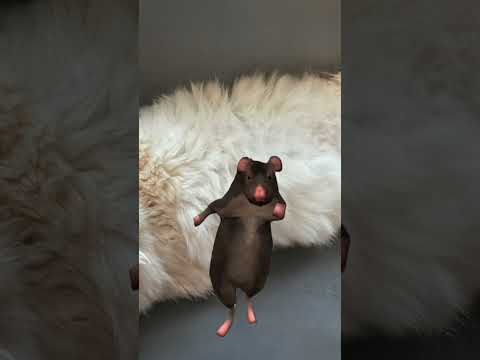 My TikTok got 2.5k views and 40 likes LETS BEAT THAT