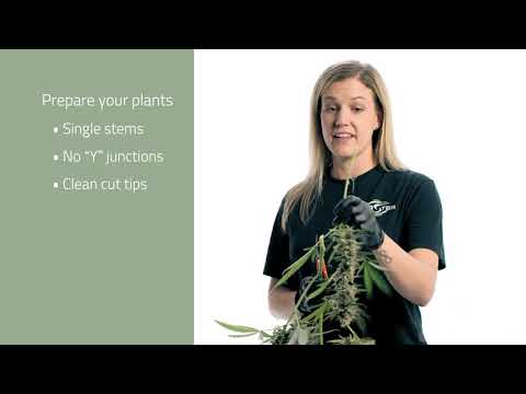 Three Simple Steps to Bucking Cannabis with the Twister B4 BUCKER