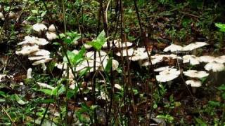 Mushrooms on the way to Kundadri hills