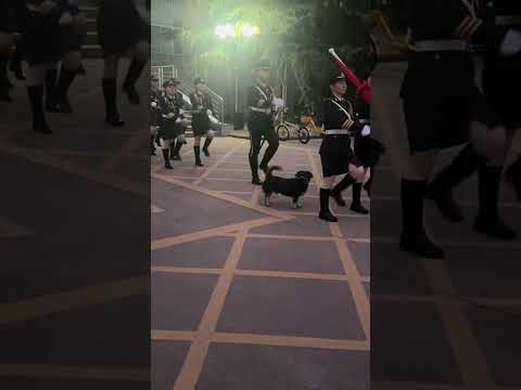 豆豆是一只训练有素的小狗#PLA#wuhan#army