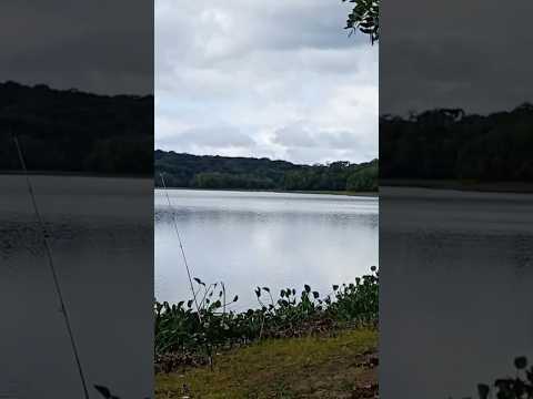 Aow Lugar Alagados Carambeí PR...Lugar de Peixe Grandes