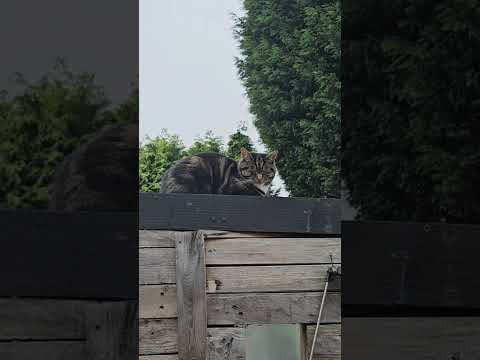 #cat #alphonso #cats #funnyanimals #cute #funnycats #bar