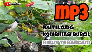 Download lagu Suara Pikat Burung Kutilang Terancam Kombinasi Burcil Kejepit Paling Ampuh mp3 Download lagu Suara Pikat Burung Kutilang Terancam Kombinasi Burcil Kejepit Paling Ampuh mp3
