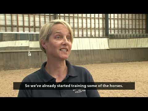 Meet Our New Police Horses