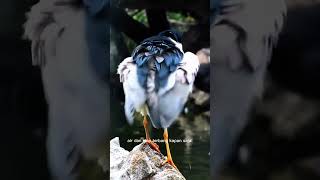 Download lagu Diam bukan berarti malas, kadang sedang bersiap! 🐦 #burung #faktahewan #alam #shorts #reels #birds mp3 Download lagu Diam bukan berarti malas, kadang sedang bersiap! 🐦 #burung #faktahewan #alam #shorts #reels #birds mp3