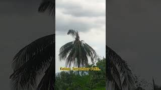 Download lagu Saat Pohon Kelapa Tersambar Petir #petinfluencer #pohonbesar #videoshort #viral mp3