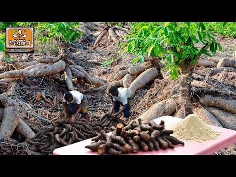 The world's most productive root! Discover how CASSAVA/MANIOC/YUCA flour is made!