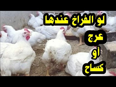 , title : 'لو الفراخ عندها عرج أو كساح الحل بطريقة سهلة في الفيديو دا'