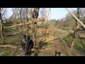 Chimpansees halen drone naar beneden en filmen ...