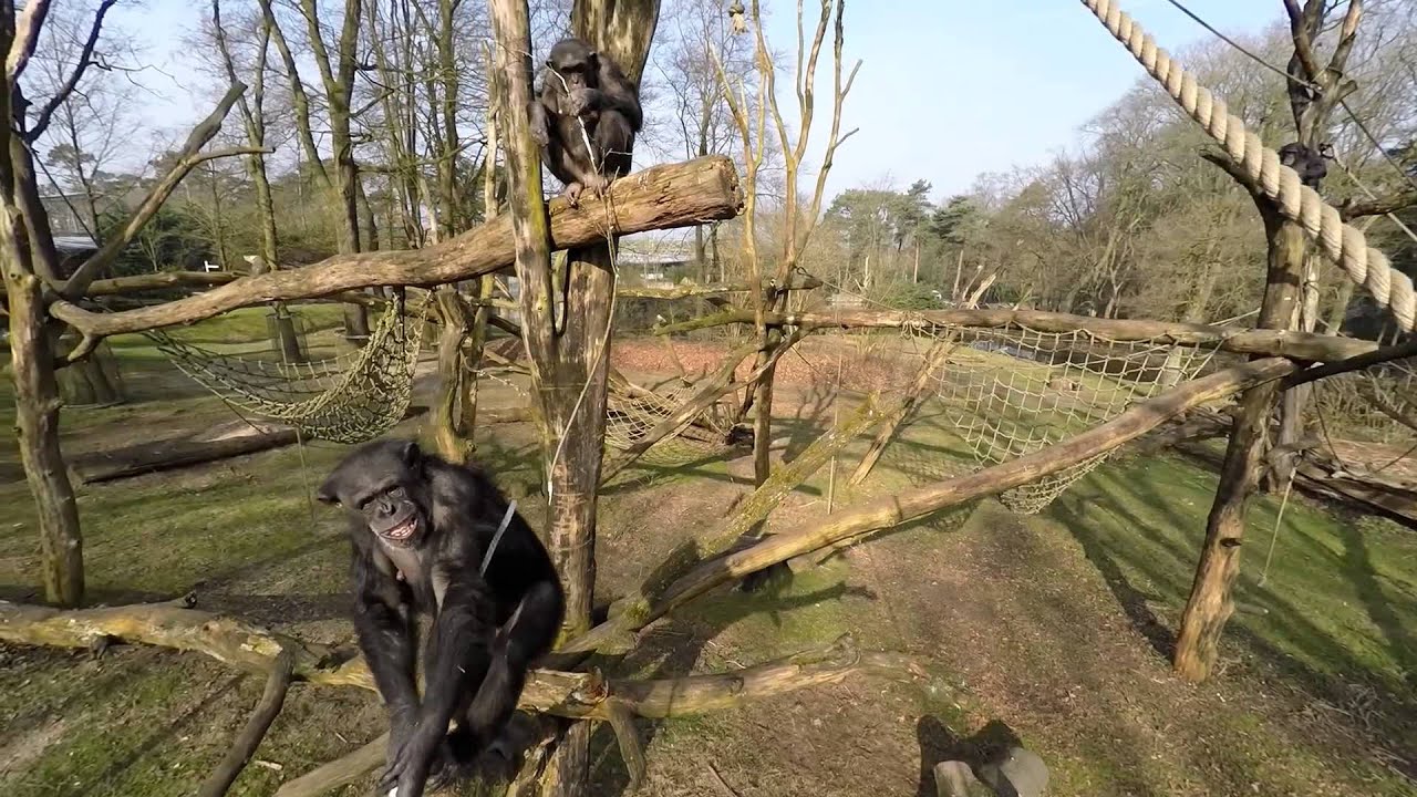 Chimpansees halen drone naar beneden en filmen elkaar! | Chimpanzee - YouTube