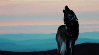 Herb Alpert and the Tijuana Brass - El Lobo