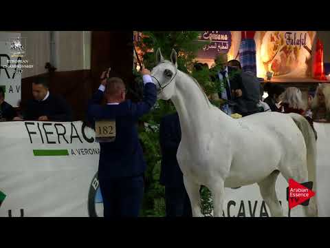 N.182 EUZONA - Verona 2017 - 4-6 Years Old Mares (Class 7)