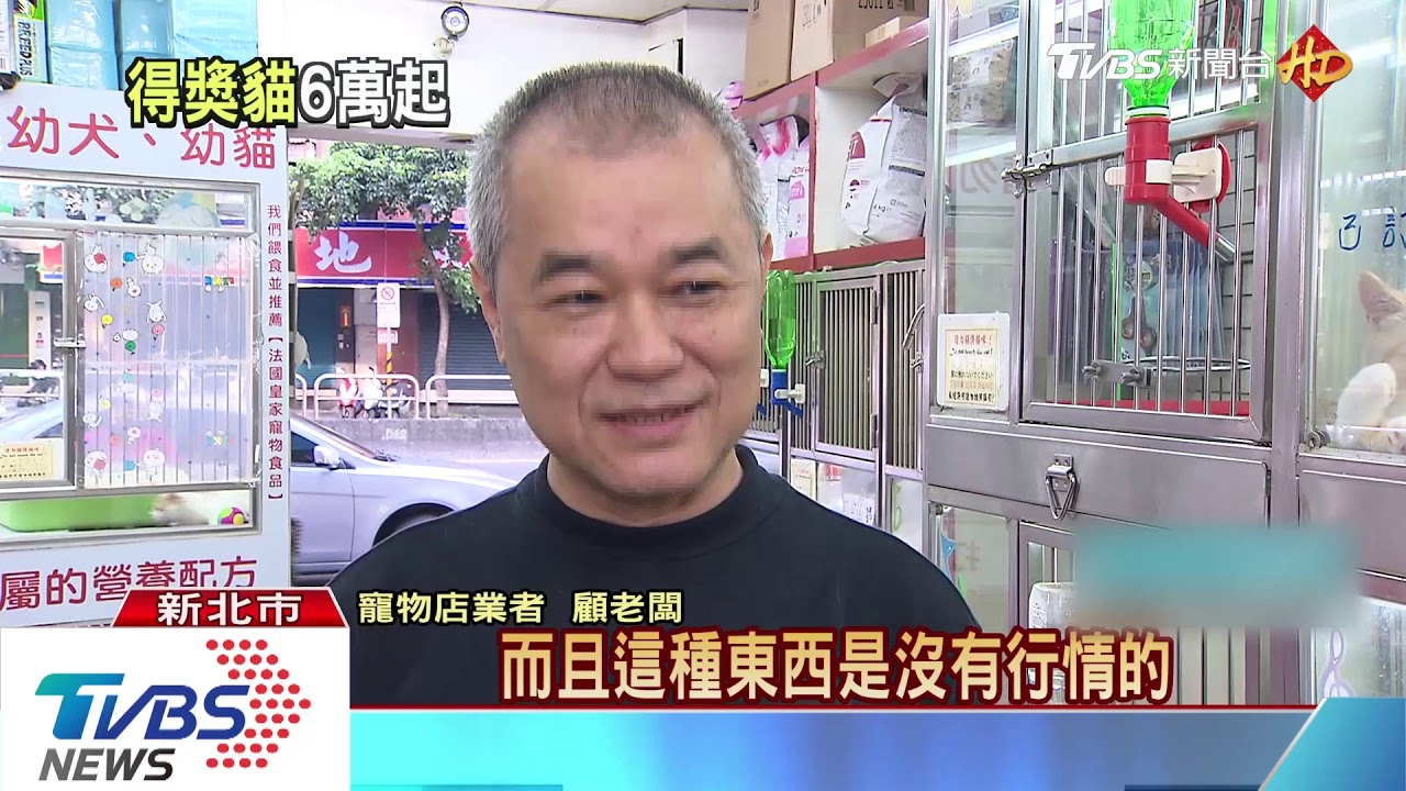 寵物產值三百億! 安靜、好整理養貓人多