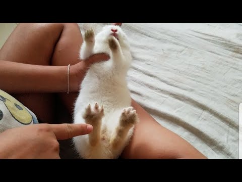 The Sound of Fluffy Bunny Screaming ep382 | Cute Little White Rabbit @rabbitcookies8488