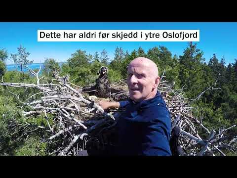 Ringmerking av havørn