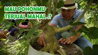 Download lagu KALAU MAU POHON TERJUAL MAHAL, COBA IKUTI CARA INI... mp3 Download lagu KALAU MAU POHON TERJUAL MAHAL, COBA IKUTI CARA INI... mp3