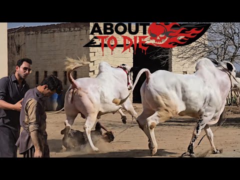 Dera Fouji Sultan Mirwal - Extremely Deadliest Fateh Jang Bulls 2026 - Bakra Mandi 2026- JNTV Series