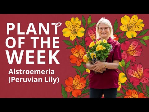 Alstroemeria (Peruvian lily)