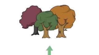 Novo Código Florestal
