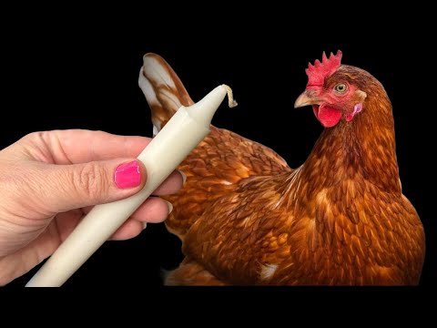 If you have a candle, put it in the CHICKENS COTTAGE, Chickens will lay eggs all year round!