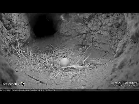 Bermuda Cahow Takes A Break From Incubation – Jan 12, 2018