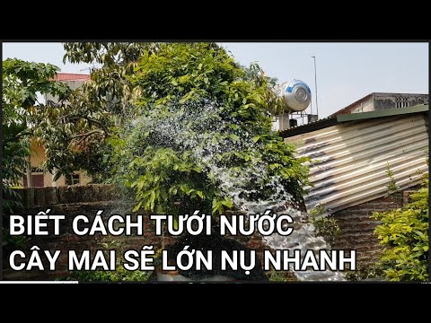 🔴QBS22263 - CÁCH TƯỚI NƯỚC CHO CÂY MAI VÀNG | CÁCH TẠO NỤ CHO CÂY MAI VÀNG | CÁCH CHĂM SÓC MAI VÀNG
