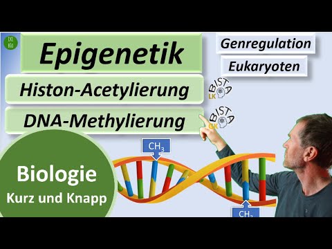 Epigenetics in 3 minutes - DNA methylation + histone acetylation explained briefly - Biology in a...