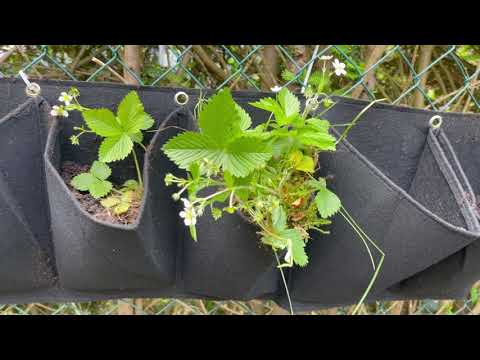 Hängende Pflanz-Taschen 003