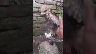 Download lagu suara Burung ELANG Black Kite #shorts #burung #elang #blackkite mp3