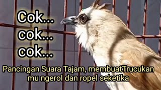 Download lagu COK...COK...COK... SUARA TAJAM BIKIN TRUCUKAN NYAMBAR DAN NYAUT mp3 Download lagu COK...COK...COK... SUARA TAJAM BIKIN TRUCUKAN NYAMBAR DAN NYAUT mp3