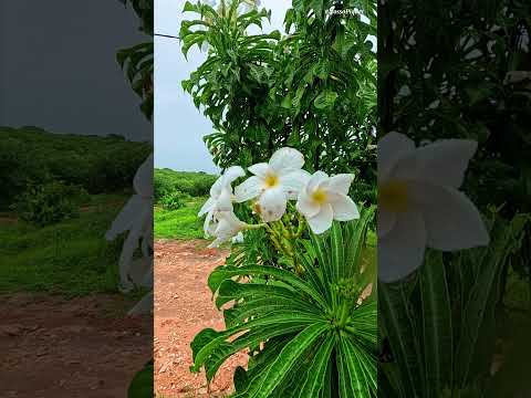 Quando a chuva chega em Piquet Carneiro.