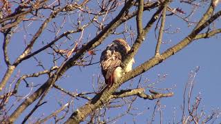 Red tailed Hawks in a Tree
