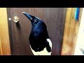 Talking magpie Chats in my Office