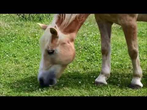 Video 16 aus  LandSelection Grieshof