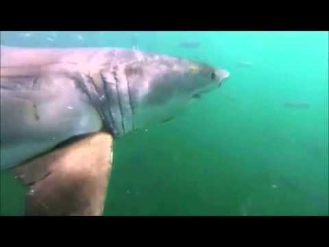 Great White Shark Magellan Project
