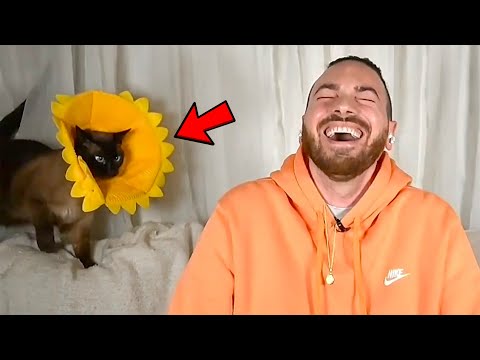 Best Cats News Bloopers