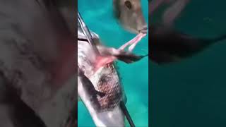 travis scott fish #memes