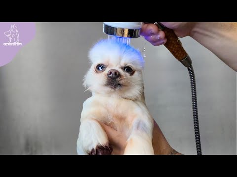 The Most Adorably Weird Dog On The Planet 😂🥹